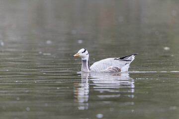 Fototapeta premium Bar-headed goose Anser indicus swimming on a pond in France