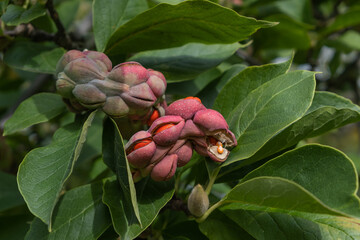 Magnolia tree seeds pods, large cone like fruits. Open up follicles reveal the seed which is bright...