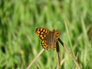Butterfly perching on a branch