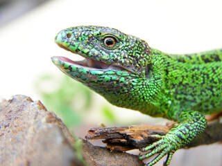 Green lizard head close-up, profile photo