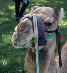 Beautiful Dromedary camel decorated in the medieval fair of Jaca that is celebrated in August