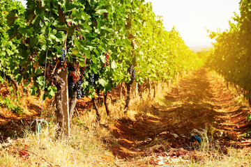 Sunlit vineyard with bush rows and red grapevine. Winery and farm