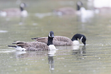 Canada goose swimming on a pond in the morning mist of a winter day