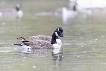 Canada goose swimming on a pond in the morning mist of a winter day