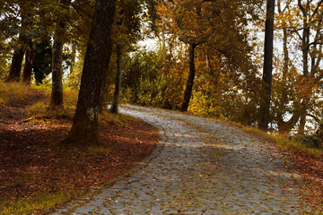 Autumn landscape. A stone-paved path in the forest in the mountains. Fallen leaves lie on the path and under the trees. Copy space. Selective focus.