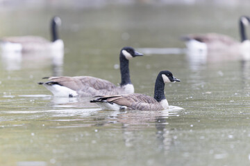 Canada goose swimming on a pond in the morning mist of a winter day