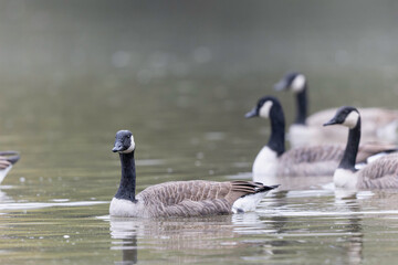 Canada goose swimming on a pond in the morning mist of a winter day