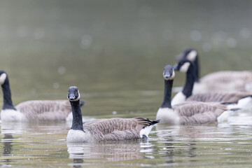 Canada goose swimming on a pond in the morning mist of a winter day