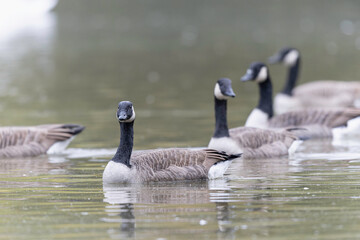 Canada goose swimming on a pond in the morning mist of a winter day
