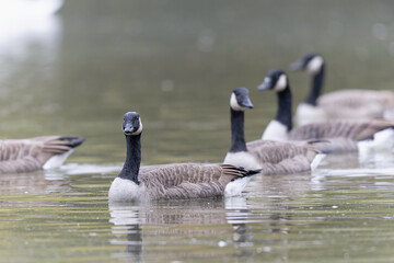 Canada goose swimming on a pond in the morning mist of a winter day