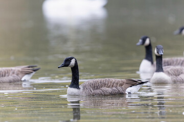 Canada goose swimming on a pond in the morning mist of a winter day