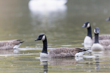 Obraz premium Canada goose swimming on a pond in the morning mist of a winter day