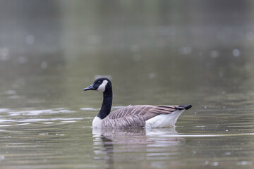 Canada goose swimming on a pond in the morning mist of a winter day