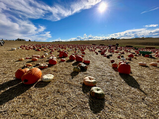 Pumpkin patch on a Farm