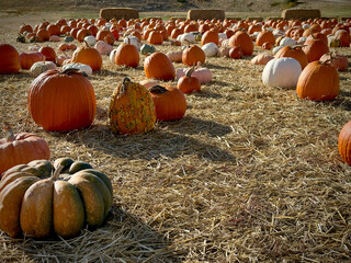 Pumpkins on a Farm