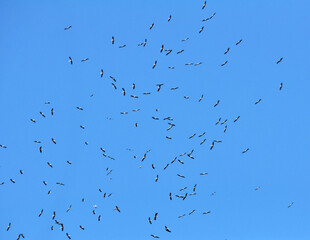 White storks gather in a flock before migration