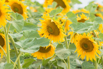 Flower Helianthus or sunflower daytime