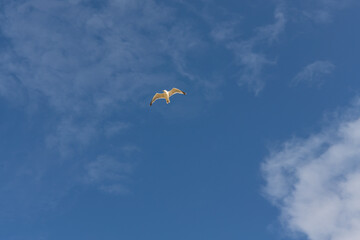 Fliegende Möwe am Himmel