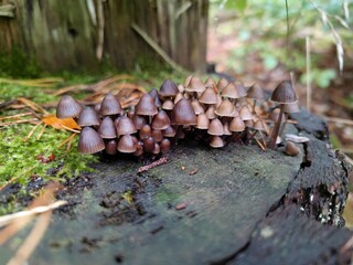 Braune Stubbenpilze