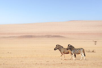 Fototapeta na wymiar Burchell's zebras (Equus quagga burchellii) in the Namib desert, Namibia