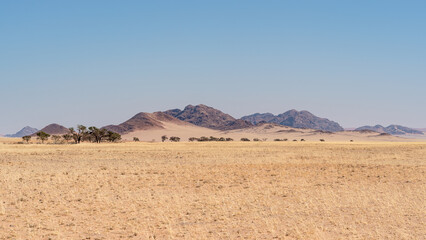 Fototapeta na wymiar Desert landscape with mountains, acacia trees sand dunes and grass in NamibRand Nature Reserve, Namib, Namibia, Africa