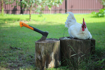 Farm bird before slaughter and axe in wooden stump. Rural scene.
