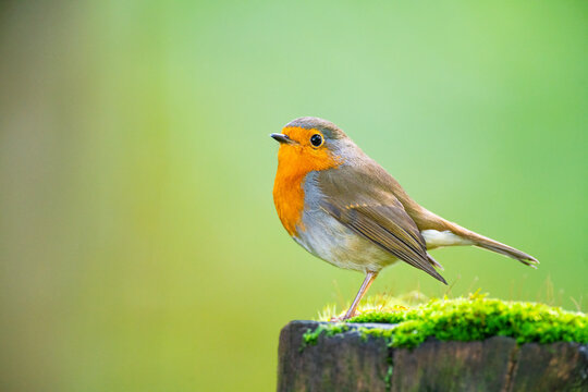 European robin or robin redbreast in the forest