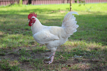 White rooster with red comb with rope on his leg. Farm bird countryside.
