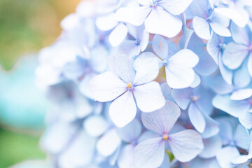 Details of blue petals. Macro photo of hydrangea flower. Beautiful colorful blue texture of flowers for designers. Hydrangea macrophylla. Banner