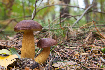 mushroom boletus badius in the forest