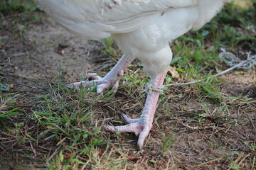 Rope on chichen's leg. Farm bird before slaughter.
