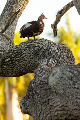 A Muscovy duck (Cairina moschata) standing in a tree in Sarasota, Florida