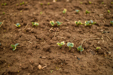  Agricultural soy plantation on sunny day. Green growing soybeans plant against sunlight 