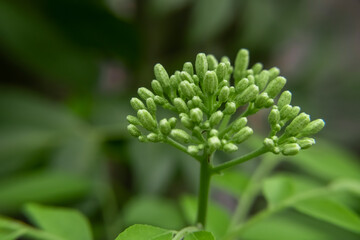 Fototapeta na wymiar selective focus of green small flowers 
