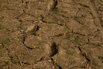 Soil, also commonly referred to as earth or dirt, is a mixture of organic matter, minerals, gases, liquids, and organisms that together support life.