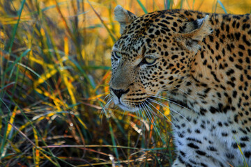 Leopard, Kruger National Park, South Africa