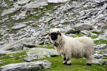 Schaf in den Alpen