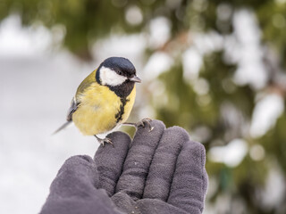 A tit sits on a man's hand and eats seeds.