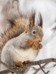 The squirrel with nut sits on tree in the winter or late autumn