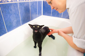 Woman and black cat in water taking bath. Black oriental cat