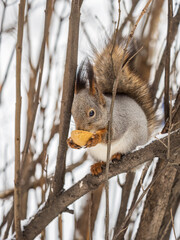 The squirrel with nut sits on tree in the winter or late autumn