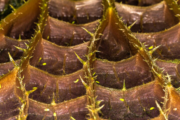 Underside of a Leaf of a Waterlily (Victoria amazonica)