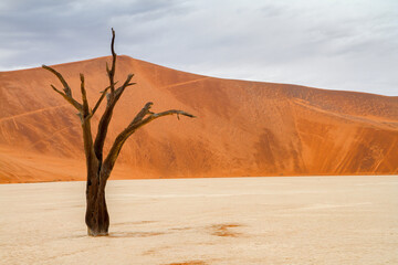 Fototapeta na wymiar Dead Vlei, Namibia, Africa