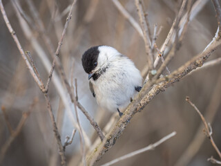 Cute bird the willow tit, song bird sitting on a branch without leaves in the winter.