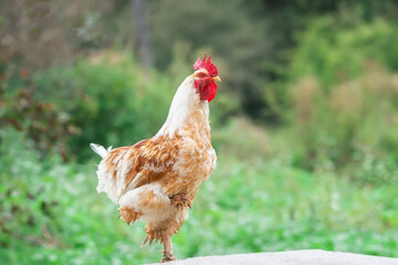 cute rooster crowing on the farm...