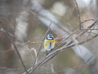 Cute bird, Eurasian blue tit, songbird sitting on a branch without leaves in the autumn or winter