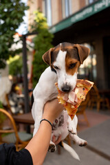 Dog with pizza