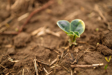  Agricultural soy plantation on sunny day. Green growing soybeans plant against sunlight 