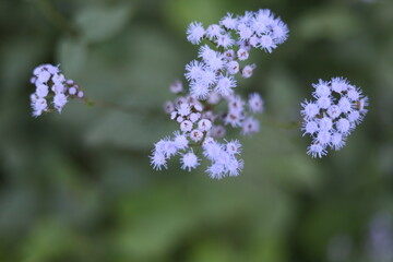 flowers in the field