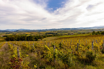 Fototapeta na wymiar Vineyards in the Zupa Aleksandrovac, Serbia